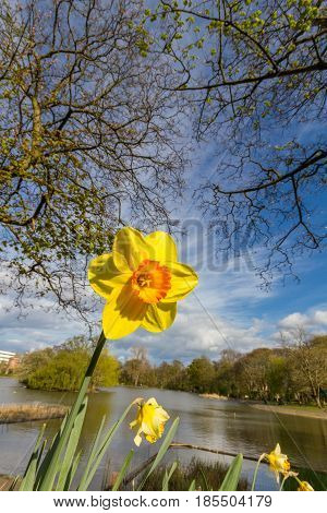 Yellow Daffodil Flower Under Trees In Leases Park, Newcastle, Uk