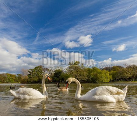 Two mute swans swimming opposite each other in Leazes Park pond in Newcastle UK enjoying themselves on a spring afternoon