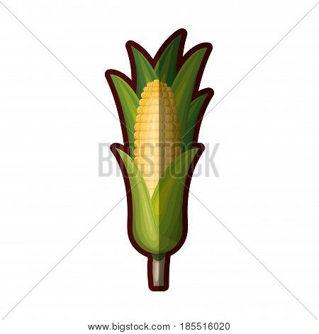 white background with realistic corn cob with leaves with thick contour vector illustration