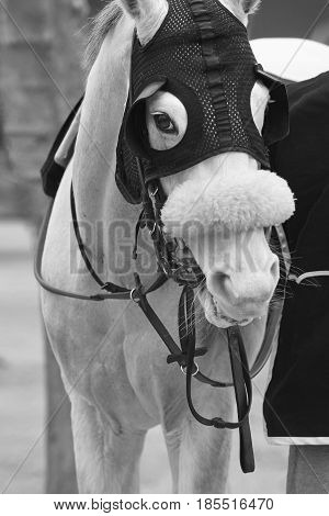 White race horse head with blinkers. Paddock area. Vertical