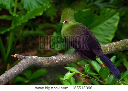 Guinea turaco sitting on a branch, also known by its scientific name Tauraco persa