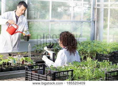 Biologists With Seedlings In Greenhouse