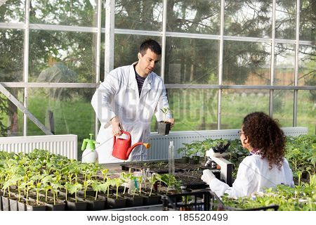 Biologists With Seedlings In Greenhouse