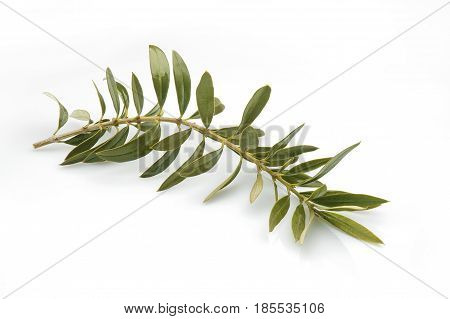 olive tree branch with leaves isolated on white background