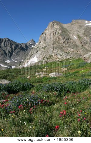 Flores silvestres de la India picos
