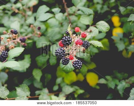 Blackberry Fruits, Faded Vintage Look