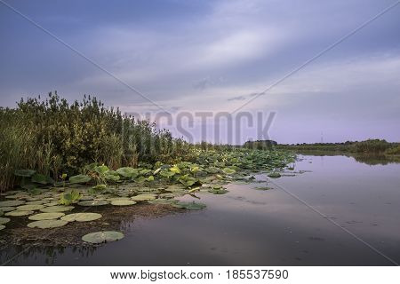Lotus flowers on river Mincio_Italy_ during a sunny day.