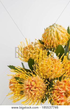 Yellow leucospermum cordifolium flower (pincushion protea) white background