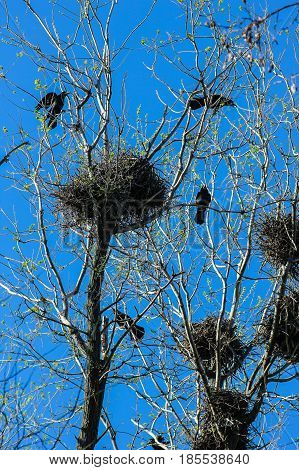 Crows and crow's nests on trees, natural background with bird