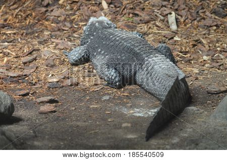 A gray dwarf crocodile laying on the ground