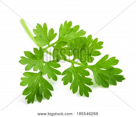 Fresh Chervil Branch
