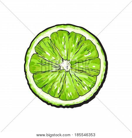 Top view round slice, half of ripe green lime, sketch style vector illustration on white background. Hand drawn lime cut in half, round slice