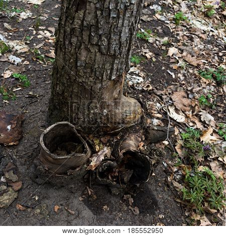Wrecked triple trunk. Unusual old tree. Square photo.