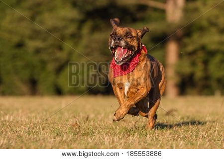 Happy Pet Dog Running across field With Bandana