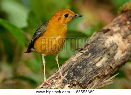 beautiful female Orange-headed Thrush (Zoothera citrina) in Thailand
