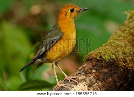 beautiful female Orange-headed Thrush (Zoothera citrina) in Thailand
