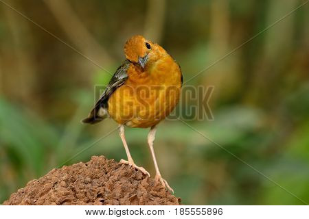 beautiful female Orange-headed Thrush (Zoothera citrina) in Thailand