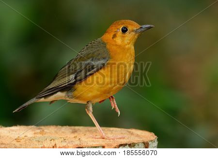 beautiful female Orange-headed Thrush (Zoothera citrina) in Thailand