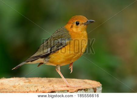 beautiful female Orange-headed Thrush (Zoothera citrina) in Thailand