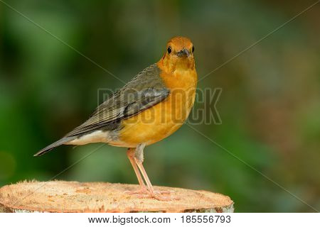 beautiful female Orange-headed Thrush (Zoothera citrina) in Thailand