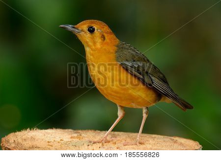 beautiful female Orange-headed Thrush (Zoothera citrina) in Thailand