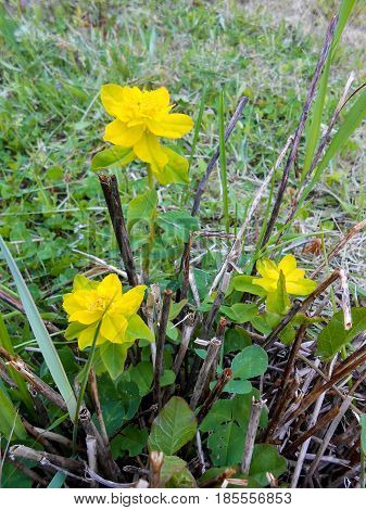 Yellow  Euphorbia Multiflorous In The Meadow