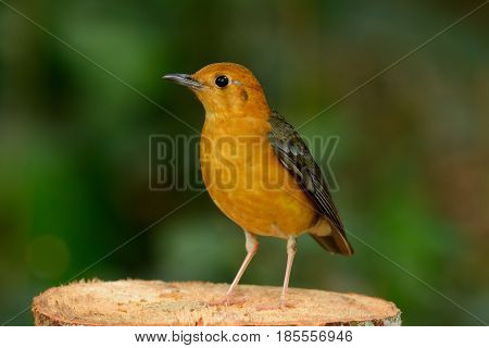 beautiful female Orange-headed Thrush (Zoothera citrina) in Thailand