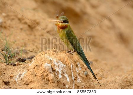 beautiful blue tailed bee eater (Merops philippinus) possing