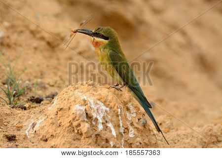 beautiful blue tailed bee eater (Merops philippinus) possing