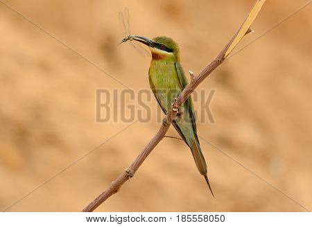 beautiful blue tailed bee eater (Merops philippinus) possing