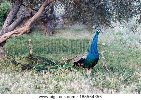 Male peacock walks freely in a forest plantation near the village