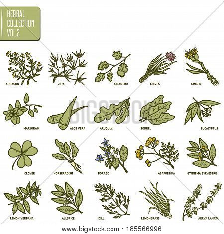 Hand drawn vector set of herbs and spices vintage illustrations. Kitchen and medical plants collection.