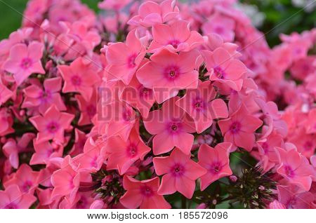 Gorgeous blooming clusters of pink garden phlox flowers.