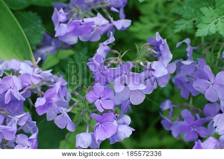 Pretty blooming purple phlox flowers flowering in a garden.