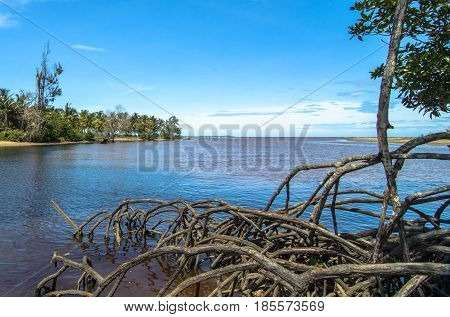 Mangrove forest with river in Kuala Penyu,Sabah,Borneo.Mangrove forests are important because its prevent salt water from intruding into rivers.