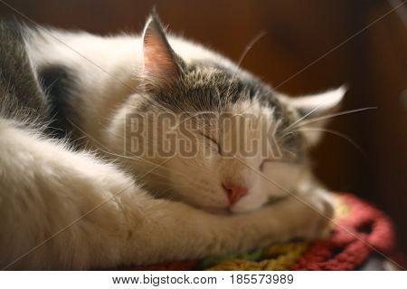 Cat Sleeping On Wooden Chair In Country House Interiour
