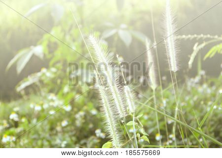 trass flower light plant nature background outdoor