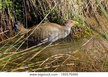 Tasmanian nativehen, flightless bird with yellow beaks, red eyes walking in water in afternoon, endemic to Tasmania, Australia (Tribonyx mortierii)