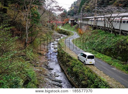 Forest Scenery In Mount Koya, Japan