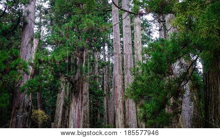 Landscape Of Mount Koya In Kansai, Japan