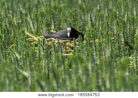 Coot (Fulica atra) sitting on nest amongst aquatic vegetation. Black water bird in the family Rallidae on nest constructed of plant material