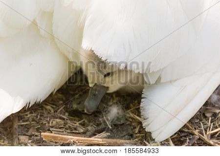Mute swan (Cygnus olor) cygnet under mother's wing. Young chick nestled under feathers of mother's wing on nest