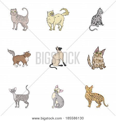 Collection of cats in one picture. Different cats in one picture. Cat breeds icon in set collection on cartoon style vector symbol stock web illustration.