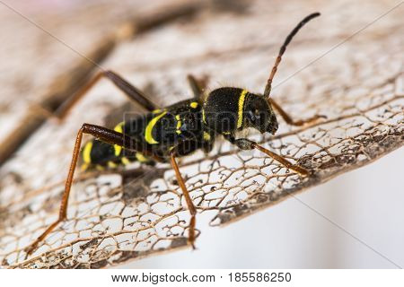 Wasp beetle (Clytus arietis) on leaf. A striking yellow and black wasp mimic in the family Cerambycidae displaying Batesian mimicry
