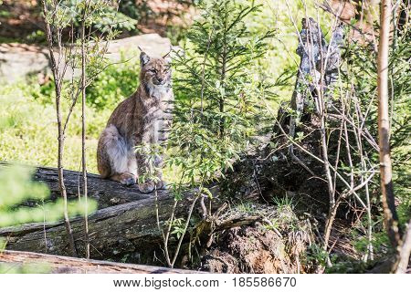 Eurasian lynx looks around looks straight ahead in front of the lens. uroasian lynx in the park in eastern germany european wild cats animals in european forests lynx lynx