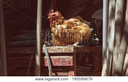 Hens feed on the traditional rural barnyard at sunny day. Chickens sitting on working tools in old shed. Close up of chicken standing on barn yard with the chicken coop. Free range poultry farming