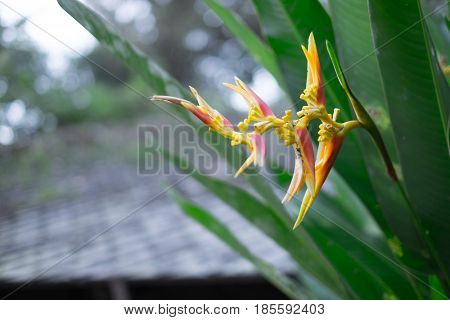 Photo of colorful Heliconia psittacorum Sassy pink yellow red flowers in the garden