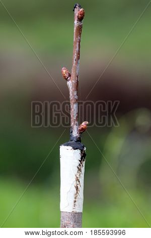 Grafted Fruit Tree In An Orchard