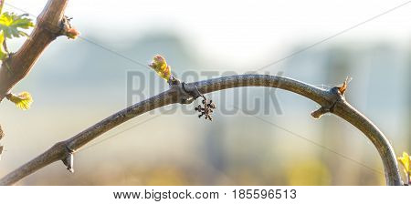 First spring leaves on a trellised vine growing in vineyard, Bordeaux, France, Europe