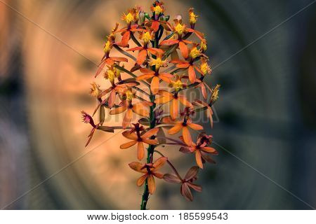 Orange Epidendrum Orchid Against Blurred Background